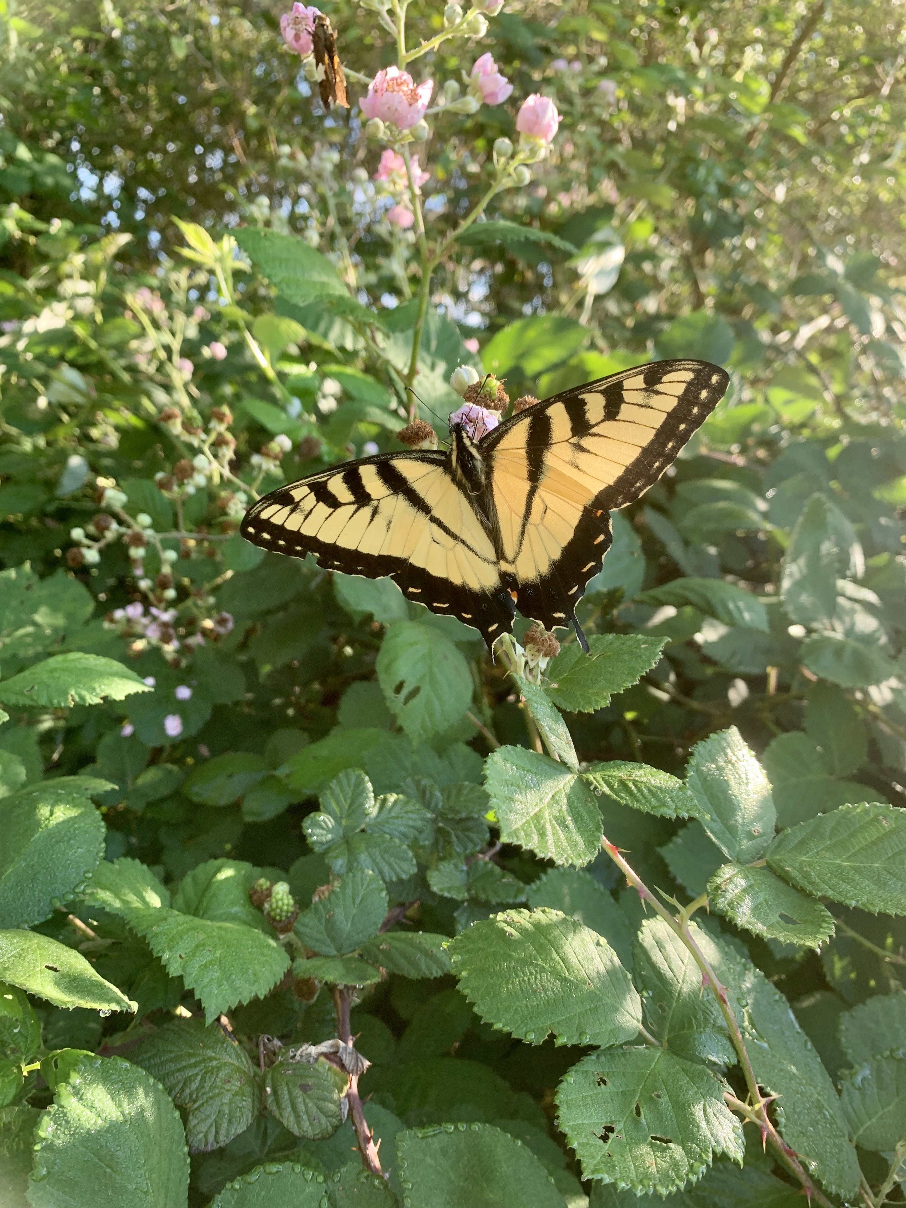 Garden Update and Happy Memorial Day!